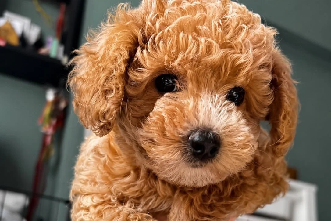 4 aylık toy poodle 1