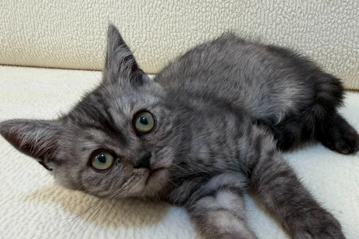 Anne Altından British Lilac Tabby Erkek 2