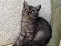Anne Altından British Lilac Tabby Erkek