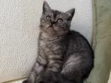 Anne Altından British Lilac Tabby Erkek