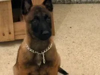 3 aylık malinois (makina)