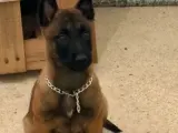 3 aylık malinois (makina)