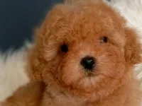 Veteriner teknikerinden ırk ve sağlık garantili Toy Poodle