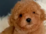 Veteriner teknikerinden ırk ve sağlık garantili Toy Poodle