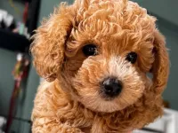 4 aylık toy poodle