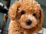 4 aylık toy poodle