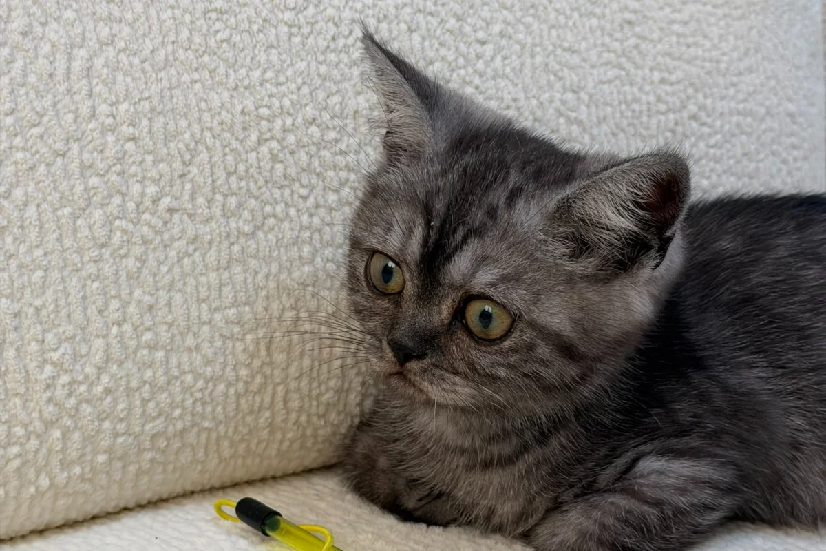 Anne Altından British Lilac Tabby Erkek 4