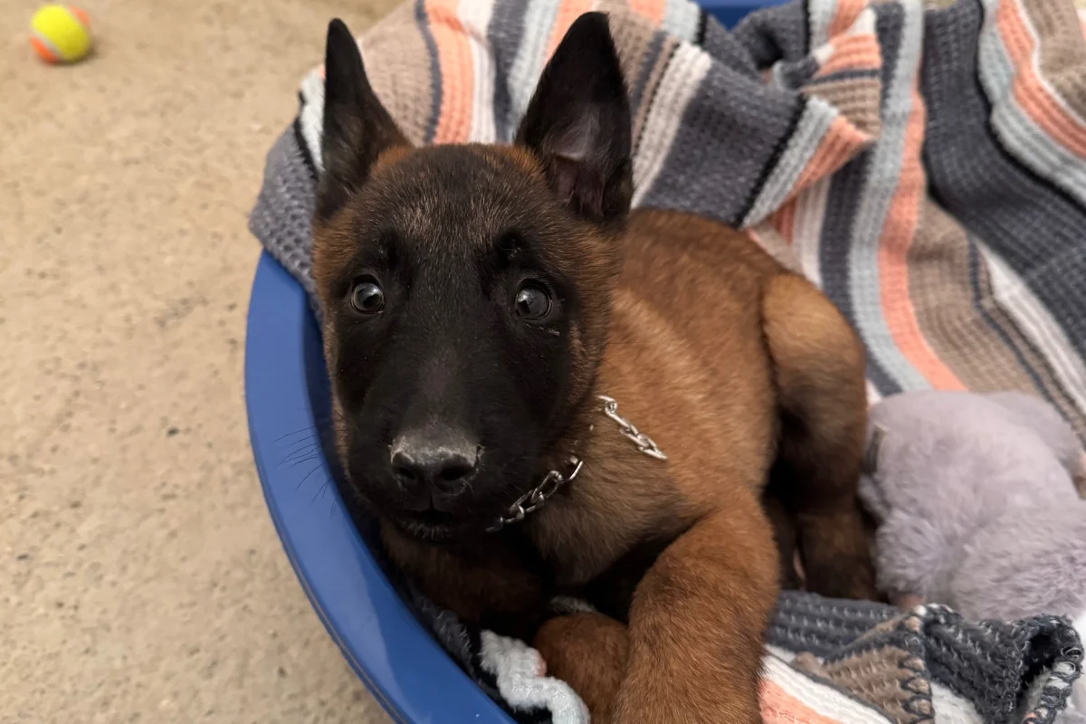 3 aylık malinois (makina) 4