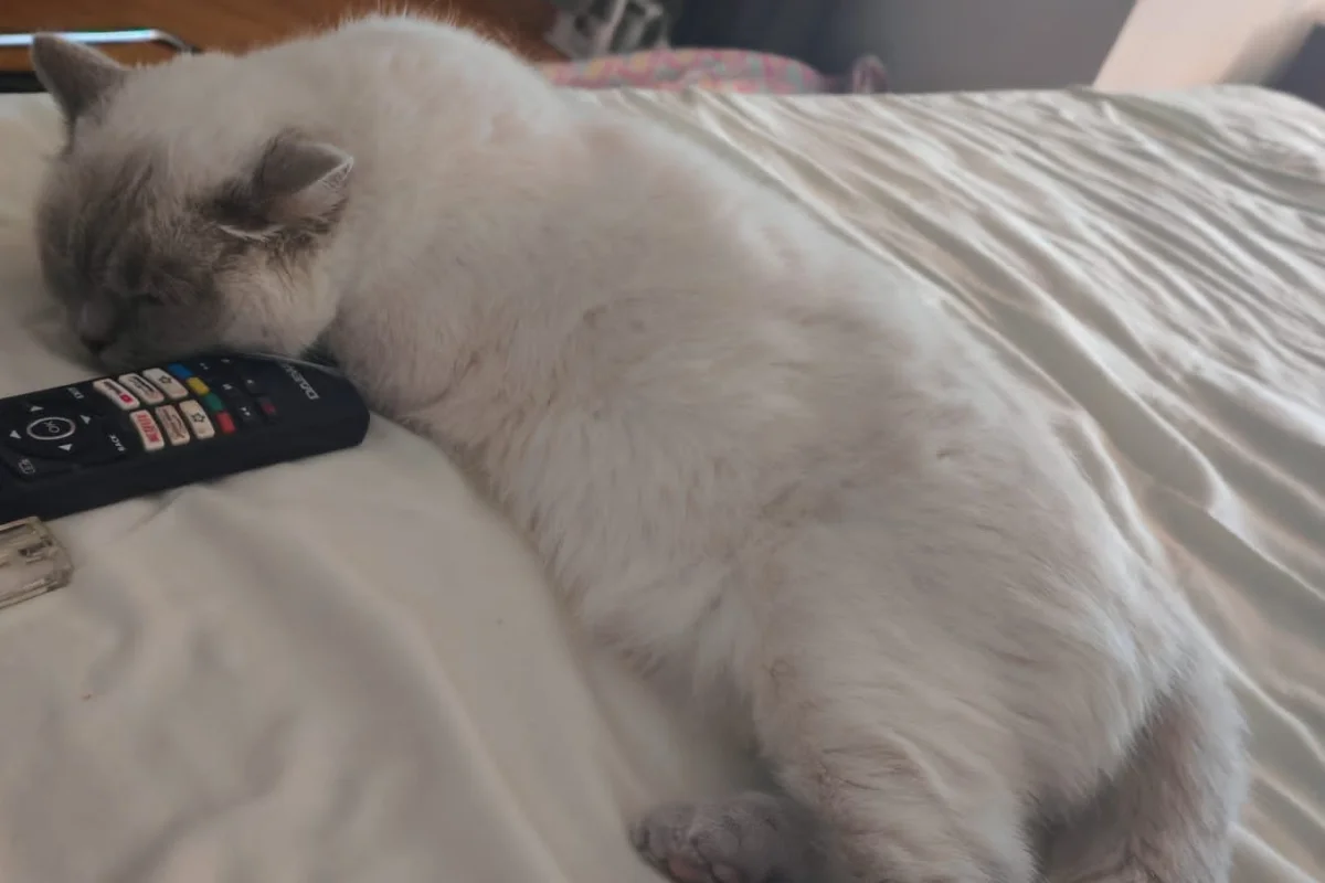 5 Yaşında British Shorthair Dişi Ücretsiz Sahiplendirme 3
