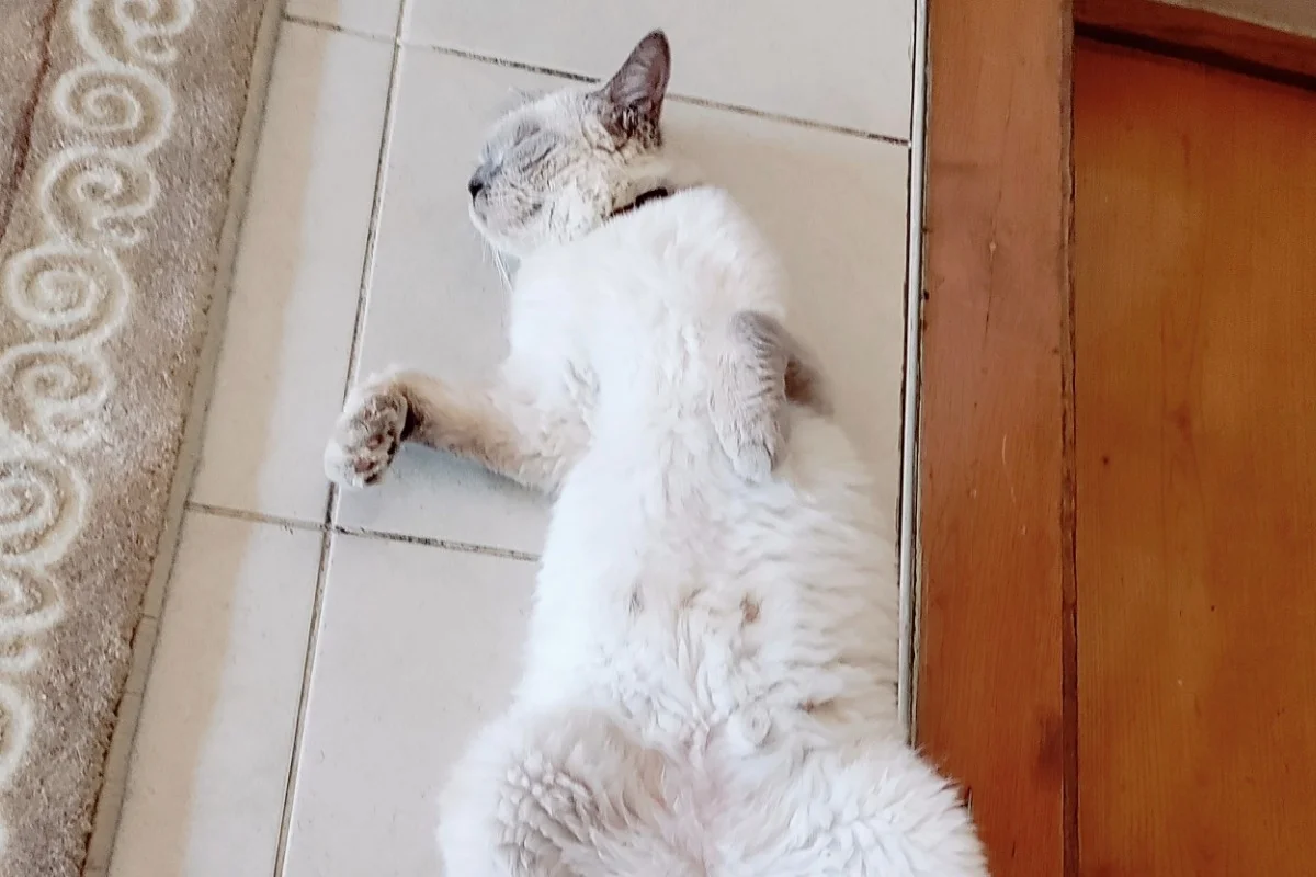 5 Yaşında British Shorthair Dişi Ücretsiz Sahiplendirme 2