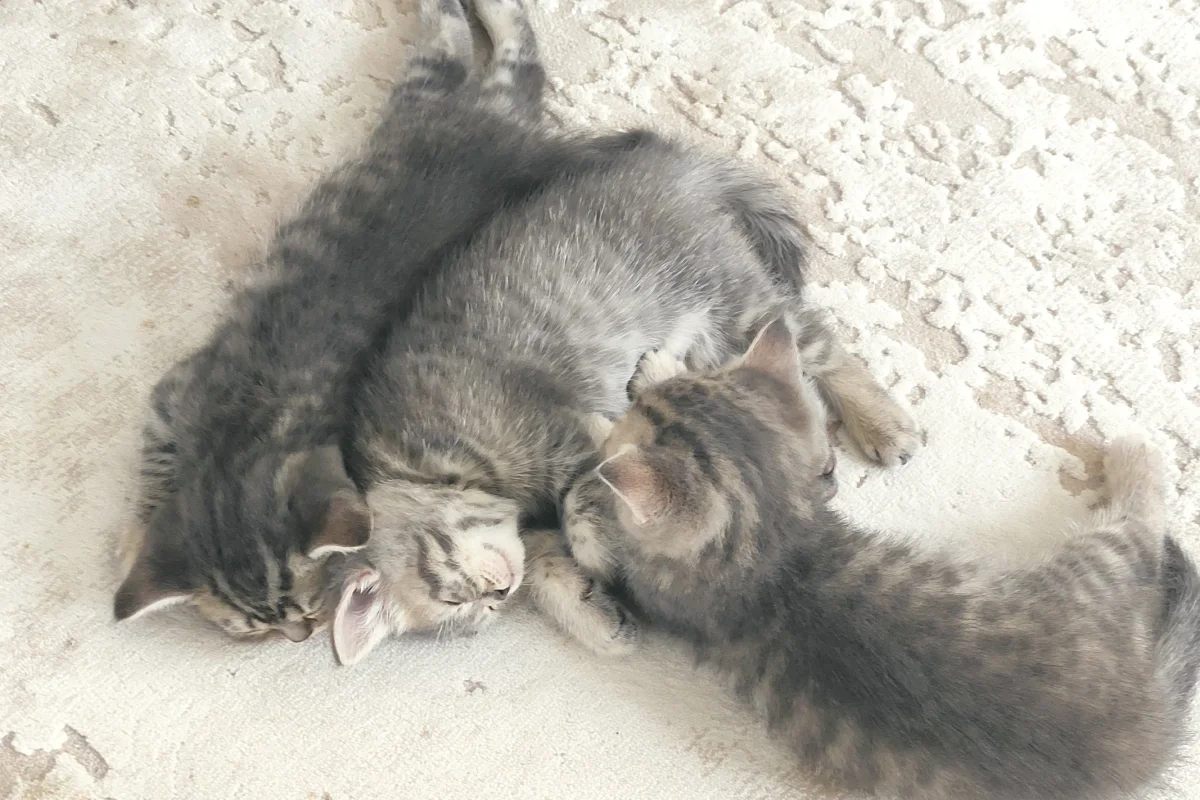 2 aylık dişi ve erkek kediler 4