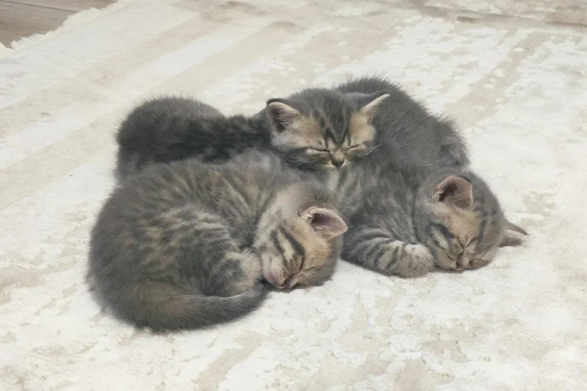 2 aylık dişi ve erkek kediler 5