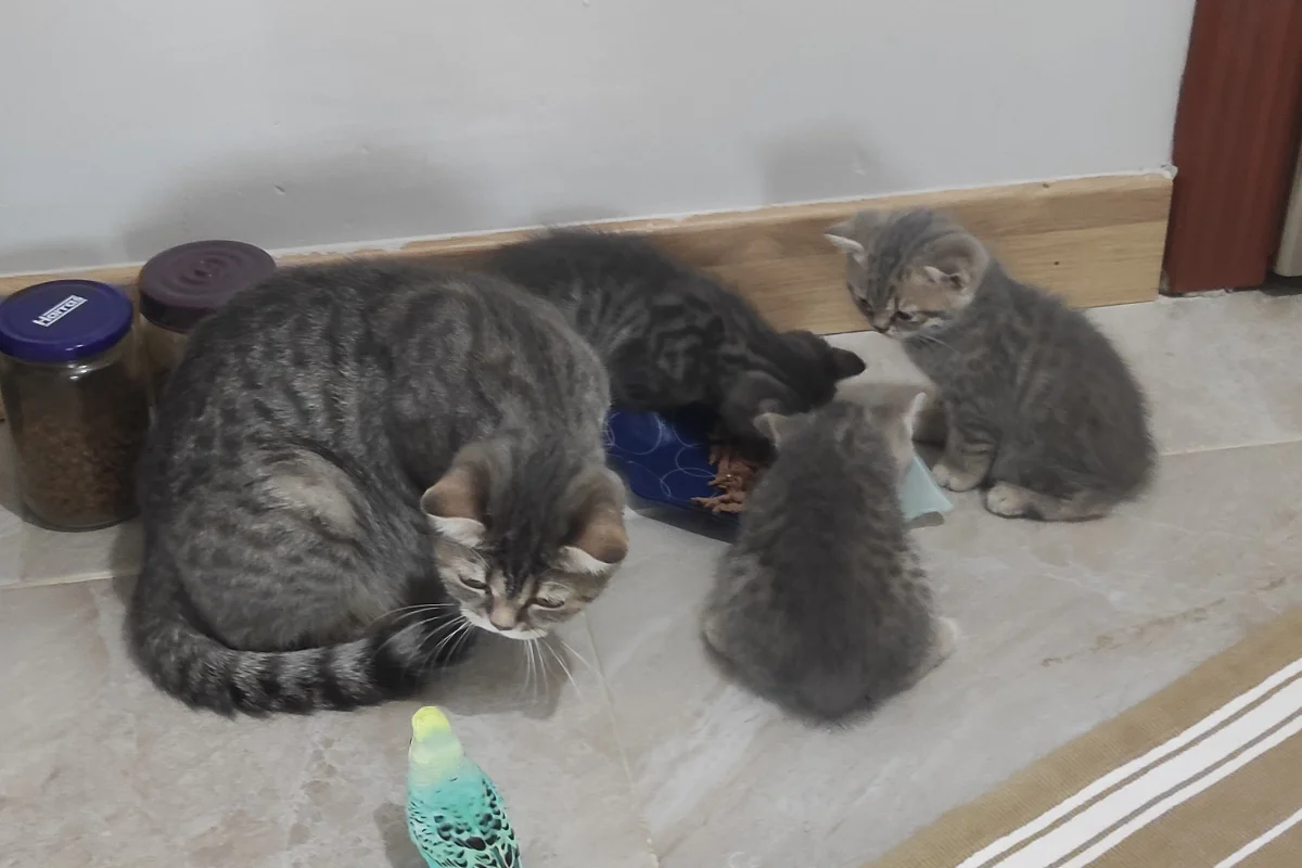 2 aylık dişi ve erkek kediler 3