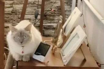 5 Yaşında British Shorthair Dişi Ücretsiz Sahiplendirme 1