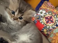 Ev ortamında büyüyen oyuncu kedilerim