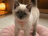 Blue Point British Shorthair Kedimiz