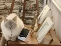 5 Yaşında British Shorthair Dişi Ücretsiz Sahiplendirme