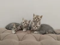 2 aylık dişi ve erkek kediler
