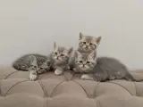 2 aylık dişi ve erkek kediler
