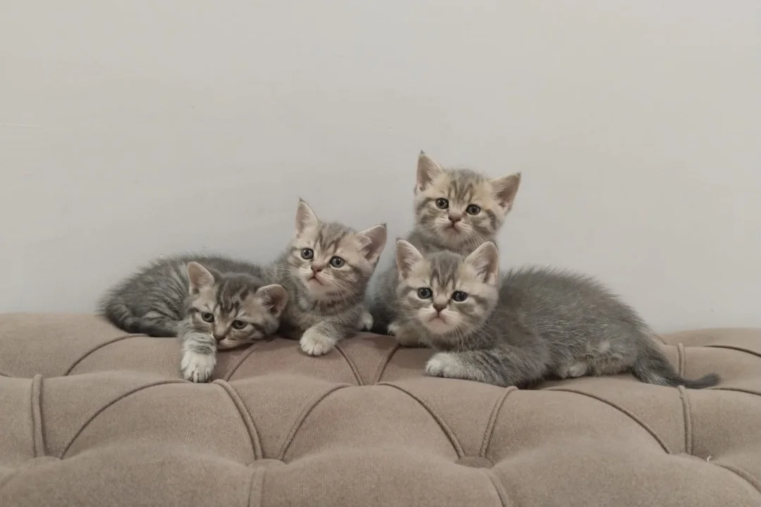 2 aylık dişi ve erkek kediler 1