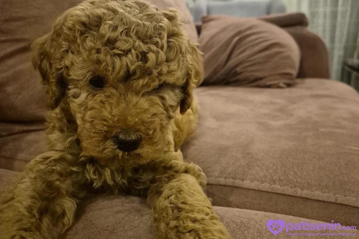 5 AYLIK DİŞİ POODLE KISIRLAŞTIRILMAMIŞ 2