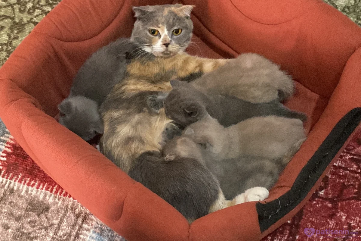 5 adet british shorthir 2