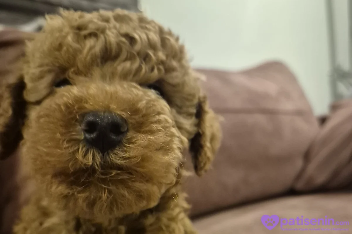 5 AYLIK DİŞİ POODLE KISIRLAŞTIRILMAMIŞ 3
