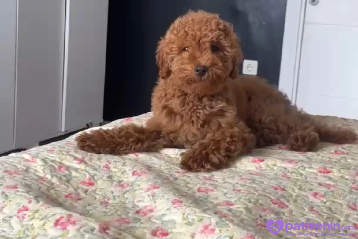 5 AYLIK DİŞİ POODLE KISIRLAŞTIRILMAMIŞ 1