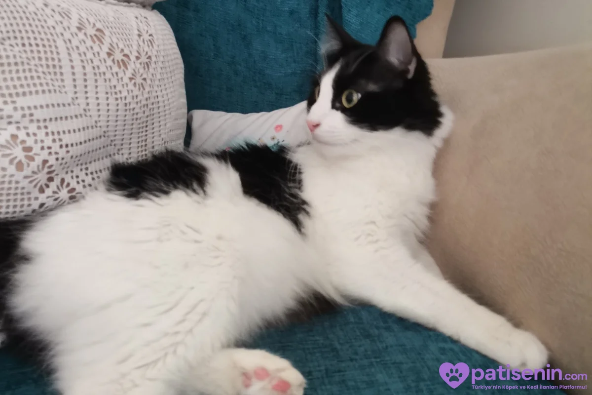 2 yaşında smokin kedi 3