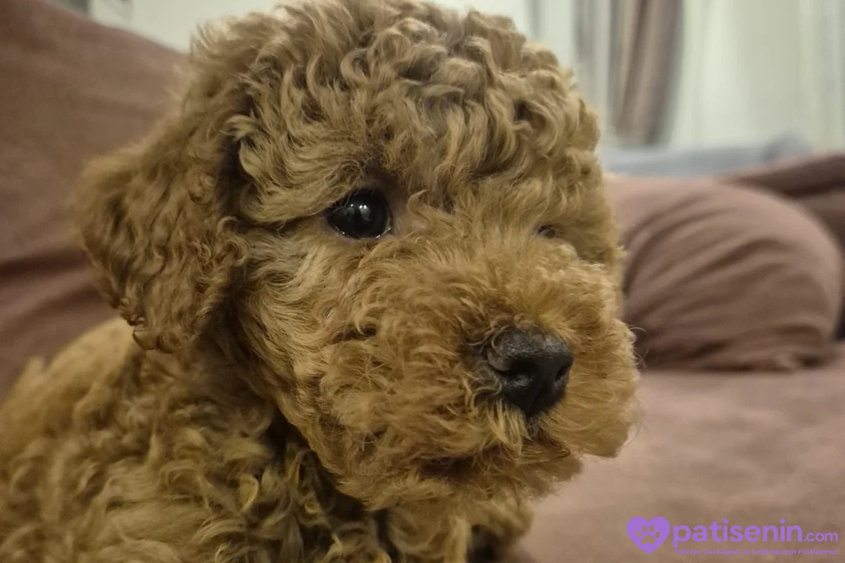 5 AYLIK DİŞİ POODLE KISIRLAŞTIRILMAMIŞ 4