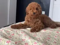 5 AYLIK DİŞİ POODLE KISIRLAŞTIRILMAMIŞ