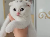 Minnoşlar  teslime hazır