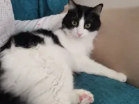2 yaşında smokin kedi