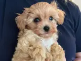 Evde Büyüyen Maltipoo Bebeklerim