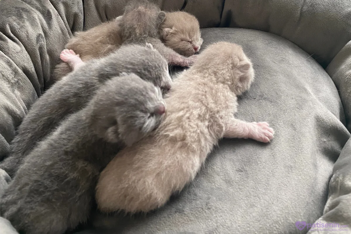 5 adet british shorthir 1