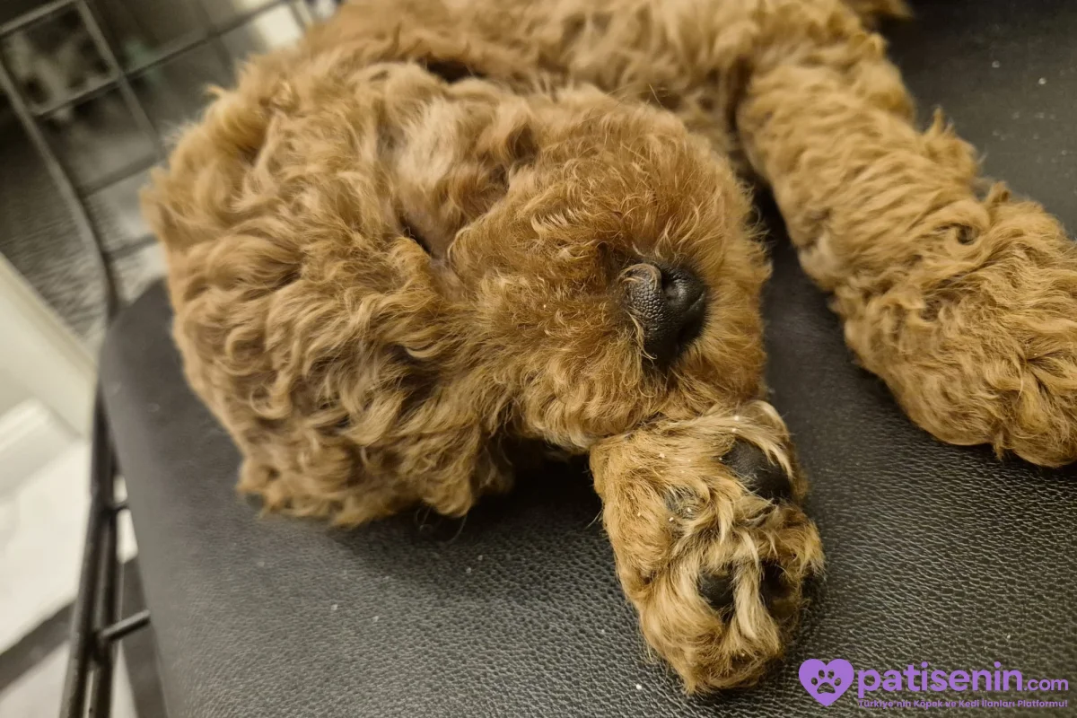 5 AYLIK DİŞİ POODLE KISIRLAŞTIRILMAMIŞ 5