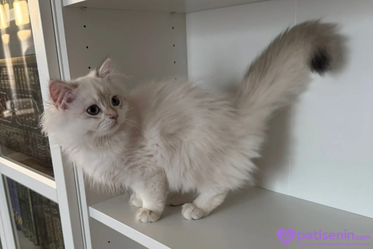 Safkan anne baba dan safkan longhair golden yavrulat 2