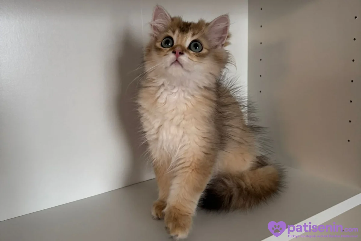 Safkan anne baba dan safkan longhair golden yavrulat 6