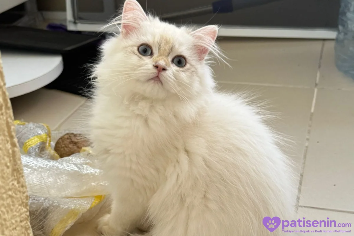 Safkan anne baba dan safkan longhair golden yavrulat 1