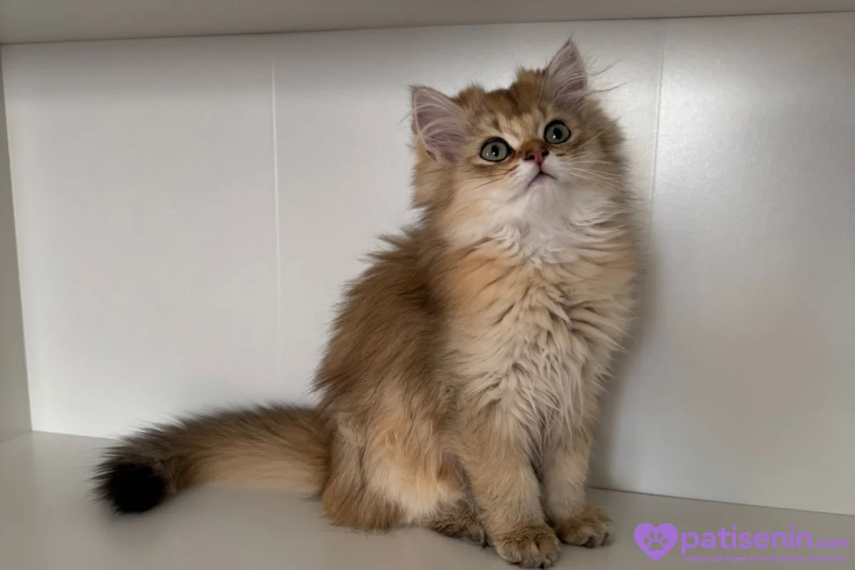 Safkan anne baba dan safkan longhair golden yavrulat 5