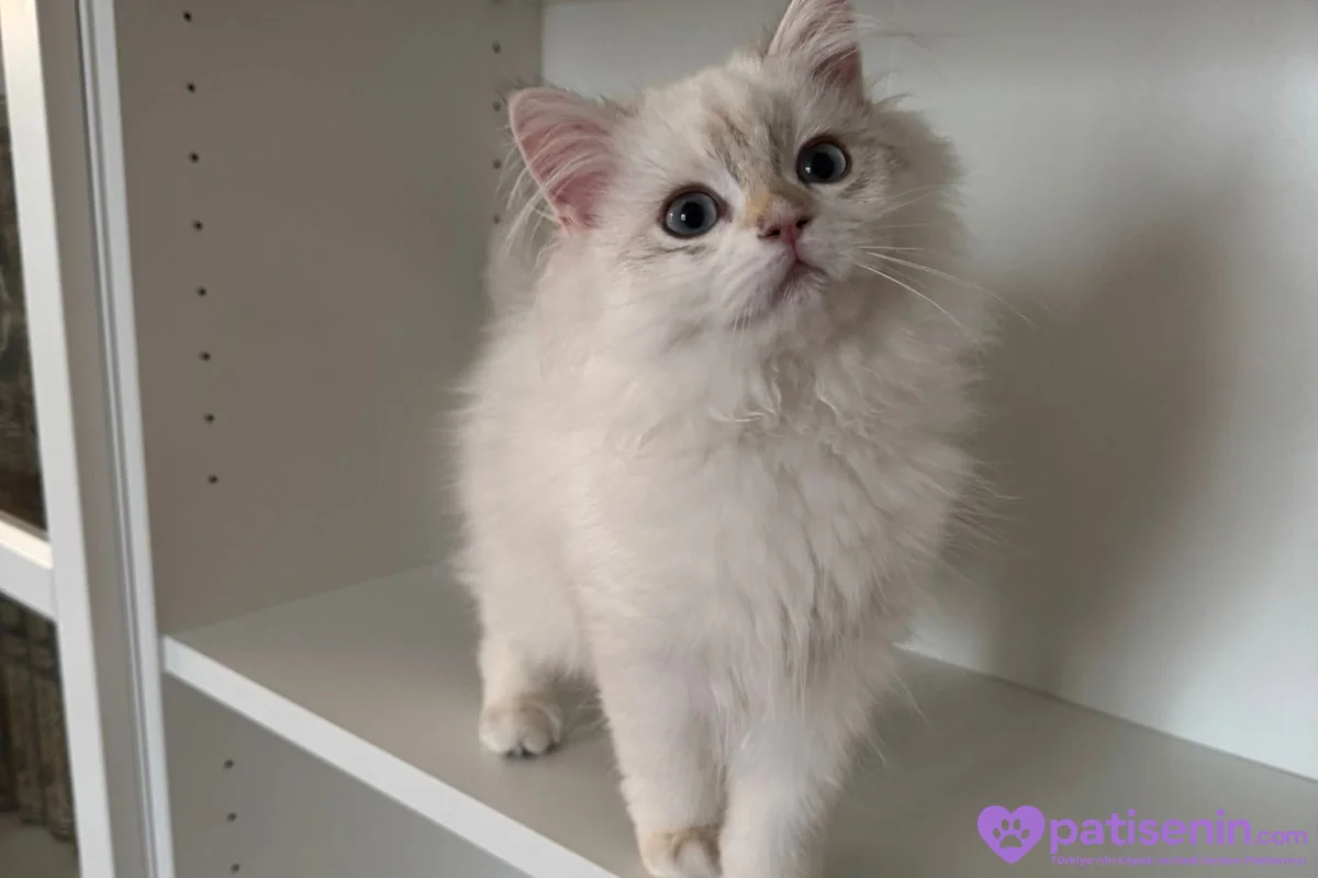 Safkan anne baba dan safkan longhair golden yavrulat 3