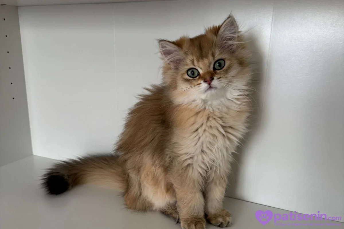 Safkan anne baba dan safkan longhair golden yavrulat 4