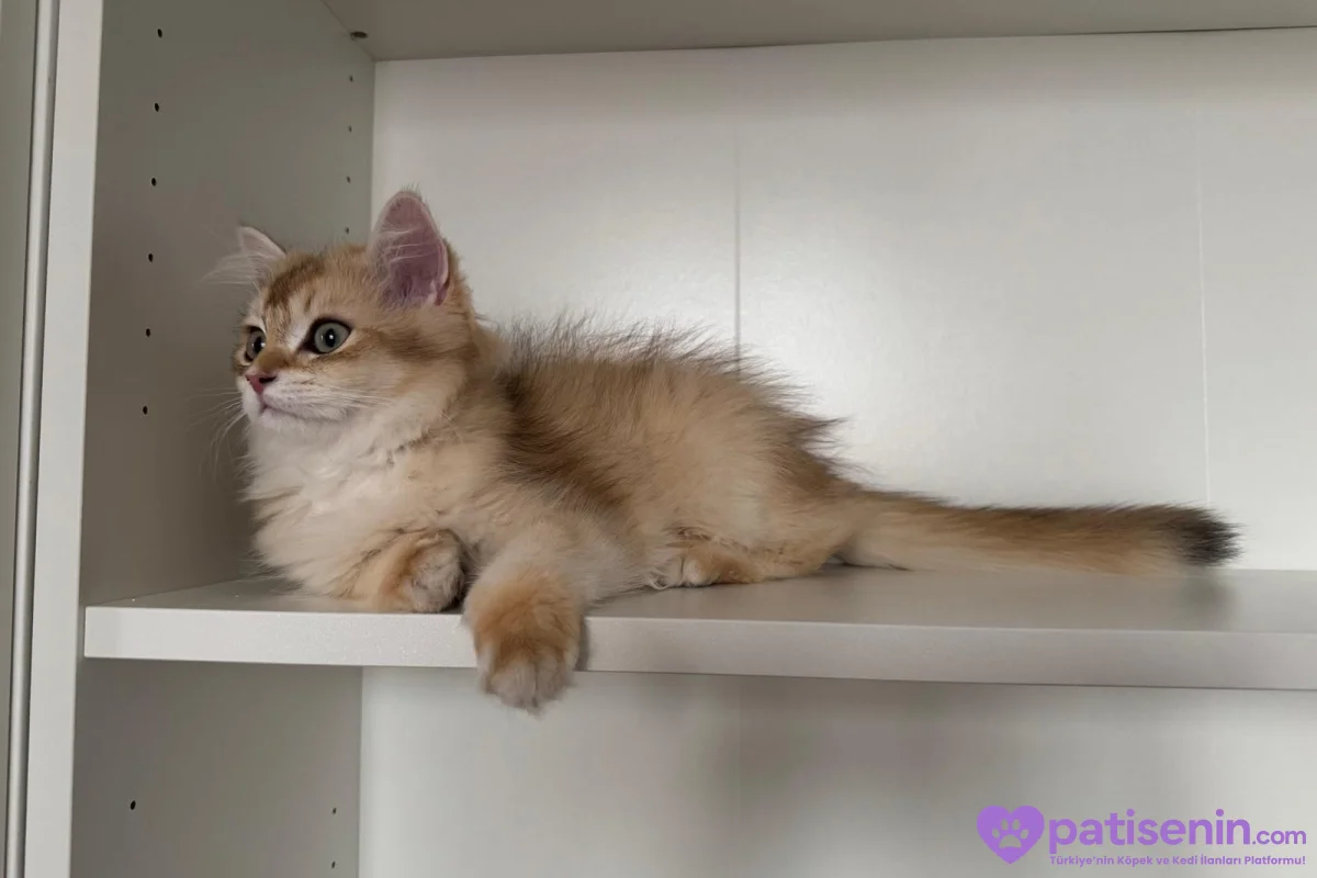 Safkan anne baba dan safkan longhair golden yavrulat 9