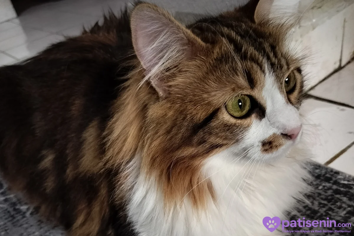 9 aylık dişi calico sevecen 2