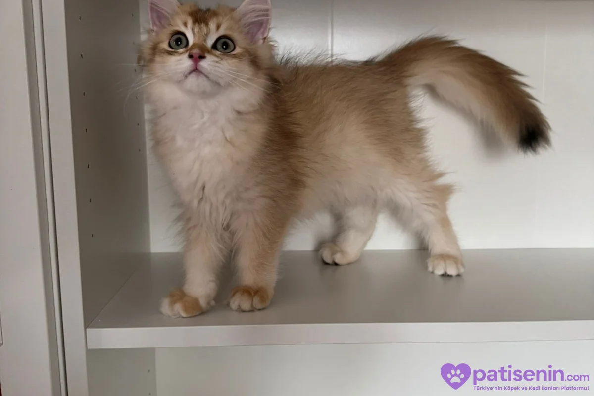 Safkan anne baba dan safkan longhair golden yavrulat 7