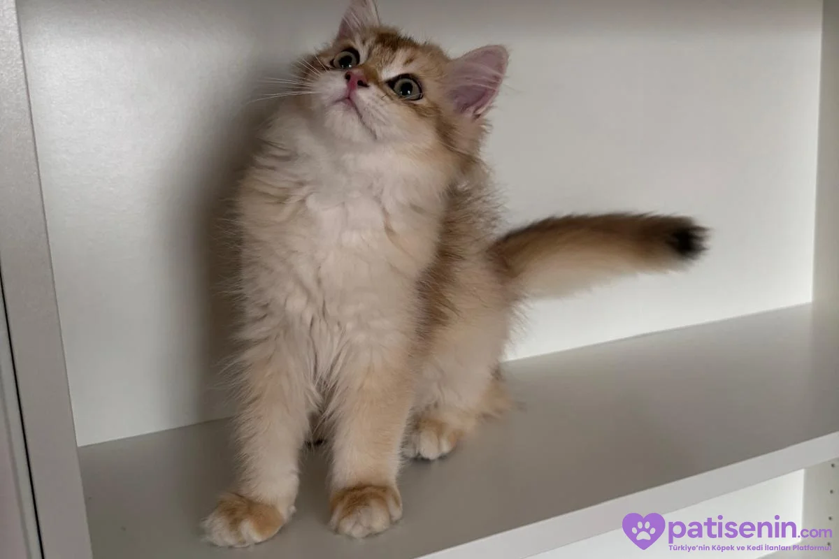 Safkan anne baba dan safkan longhair golden yavrulat 8