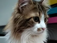 9 aylık dişi calico sevecen
