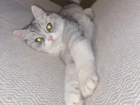 5 yaşında scothish dişi