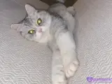 5 yaşında scothish dişi