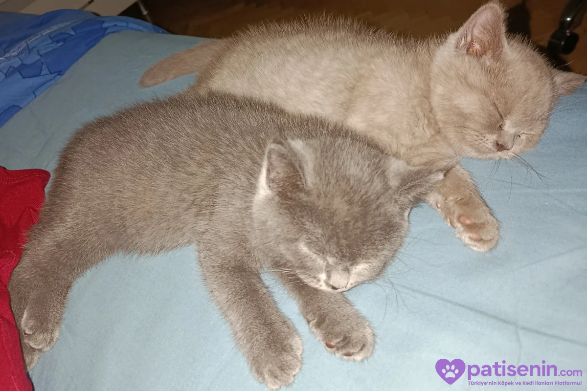 3 aylık lilac ve gri british shorthair 3